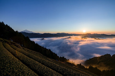 天空ノ茶ギフト【世界緑茶コンテスト2024最高金賞】